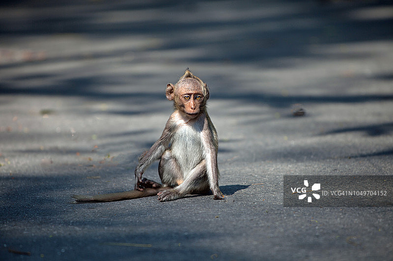 可爱的猴子图片素材