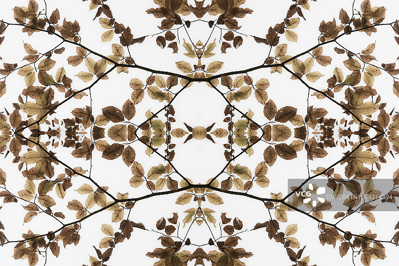 秋叶的万花筒效果图片素材