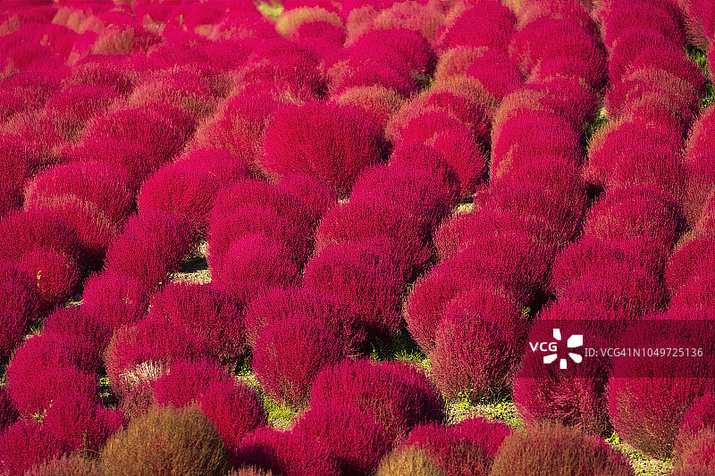 地肤草田野图片素材