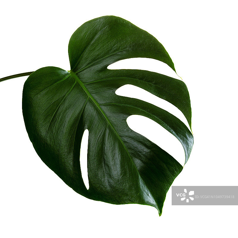 分离在白色背景下的龟背竹单叶图片素材