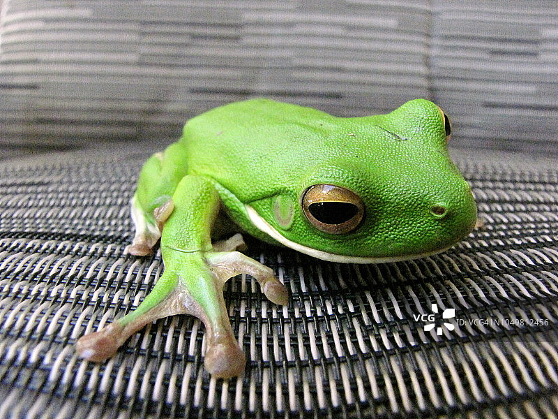 绿色的小青蛙图片素材