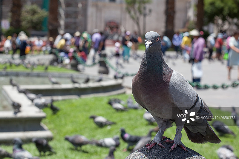 阿雷基帕武器广场图片素材