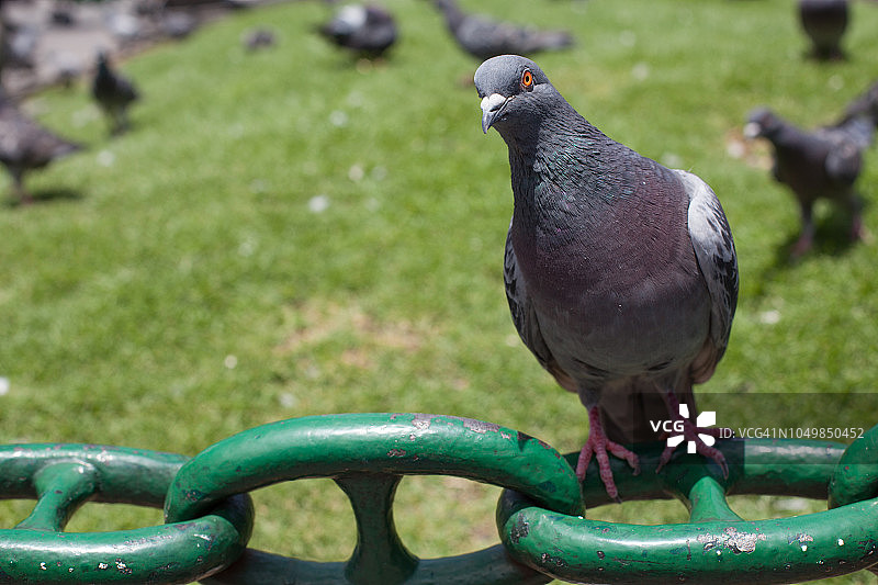秘鲁阿雷基帕武器广场的鸽子图片素材