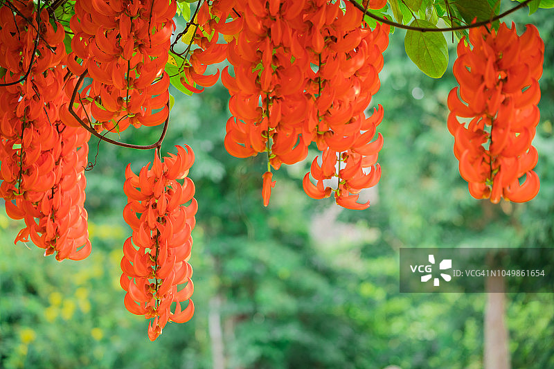 红色碧玉藤花图片素材