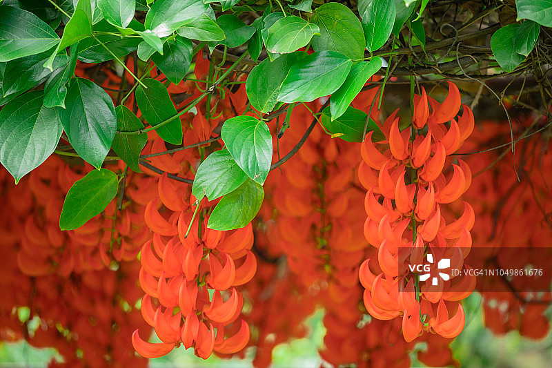 红色碧玉藤花图片素材