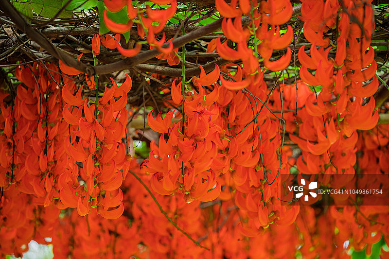 红色碧玉藤花图片素材