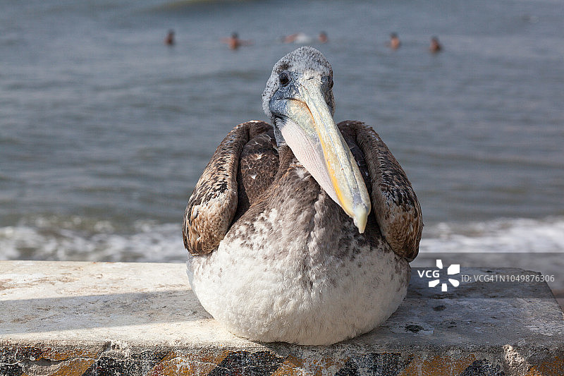 秘鲁万查科休憩的鹈鹕图片素材