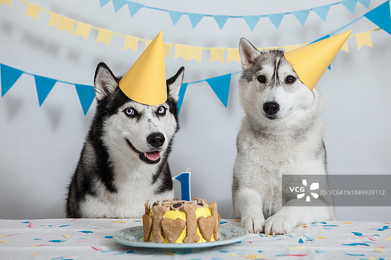 小狗的生日图片素材