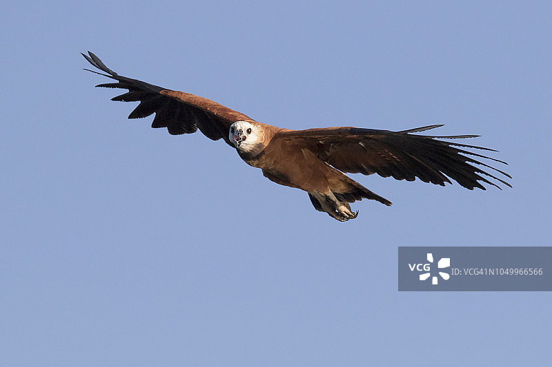 飞翔的黑领鵟图片素材
