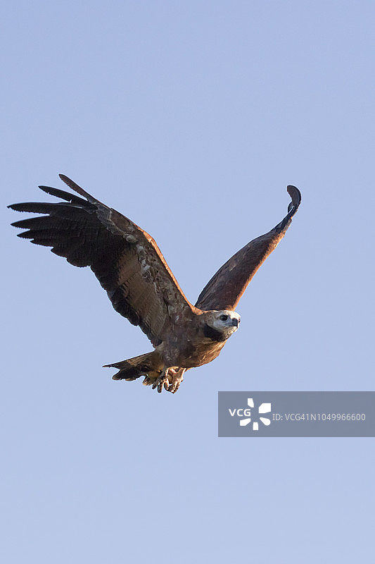 飞翔的黑领鵟图片素材