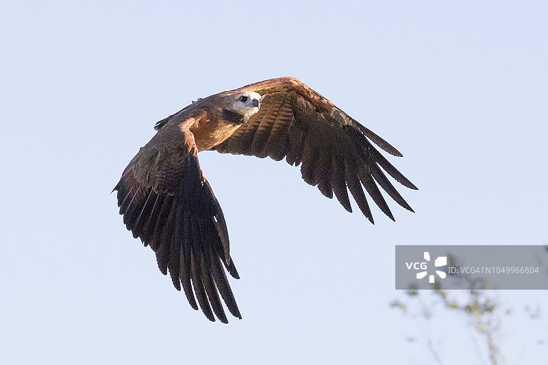 飞翔的黑领鵟图片素材
