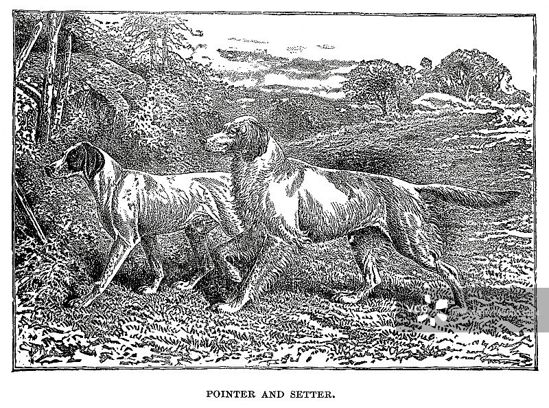 指示犬和塞特犬猎犬木刻图片素材