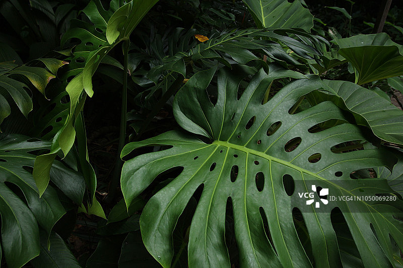 巴西贝伦的亚马逊雨林图片素材