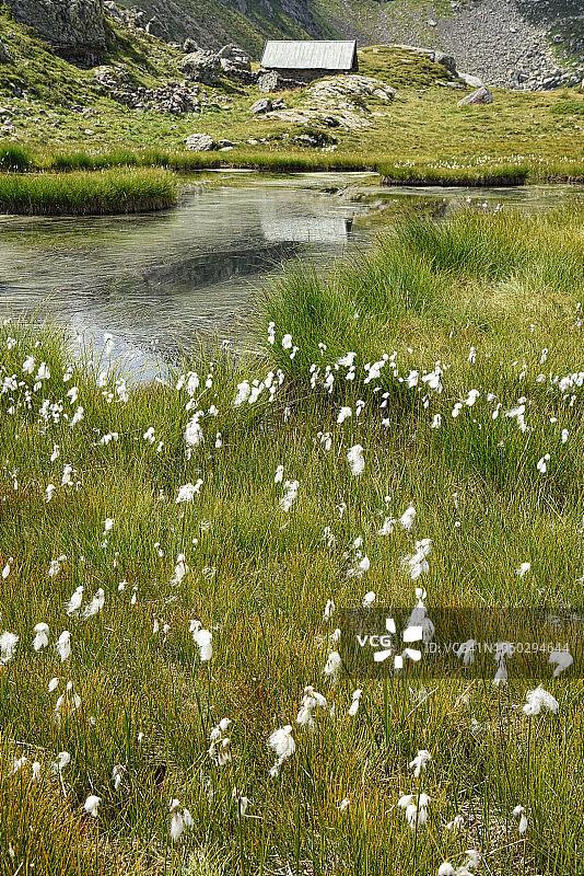 山中池塘与周围的棉花草图片素材