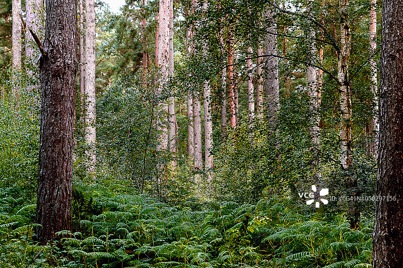 温菲尔森林图片素材