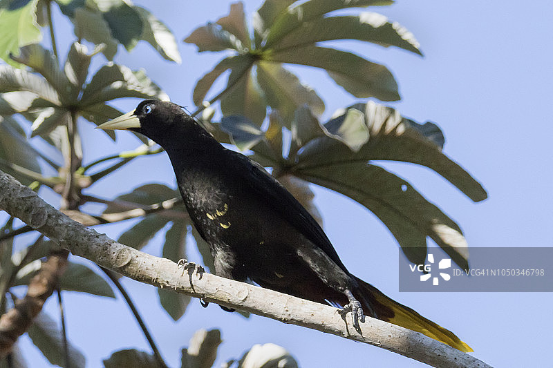 凤头拟鹂图片素材