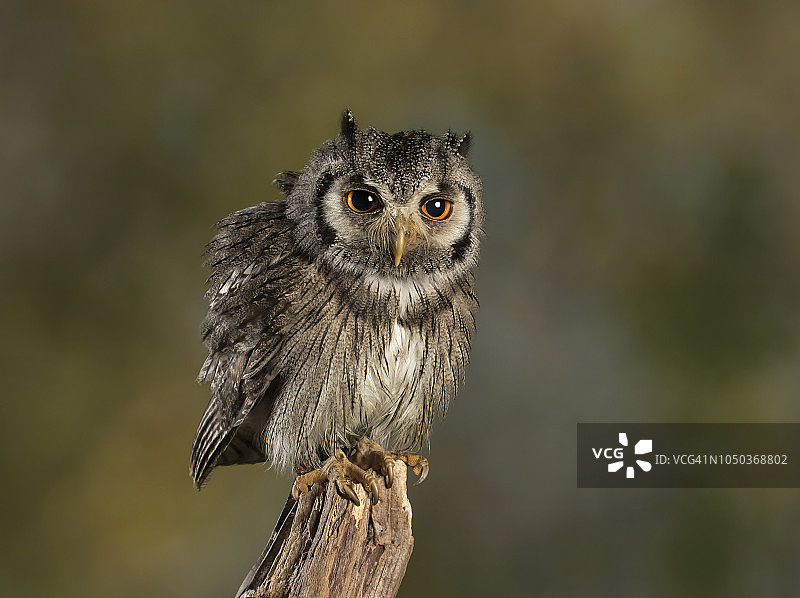 白色面孔的猫头鹰图片素材