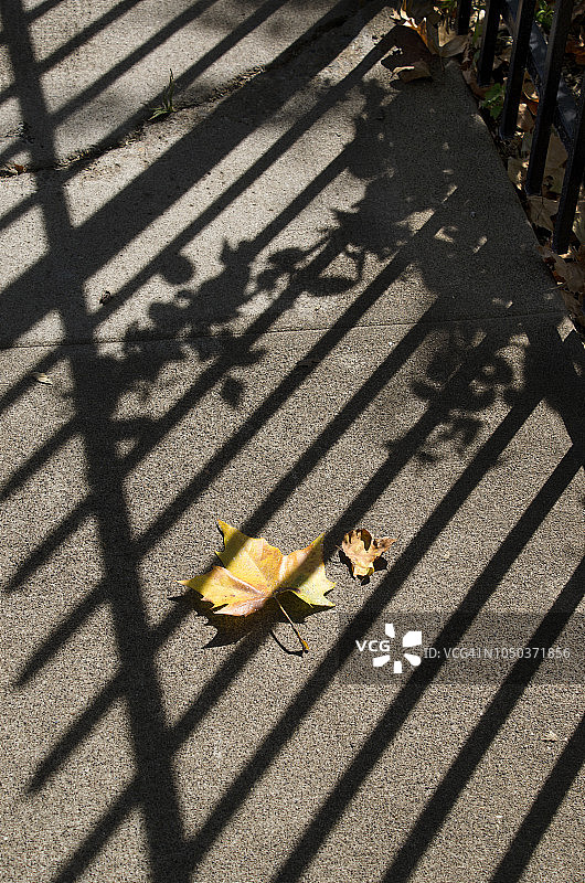 秋季人行道落叶图片素材