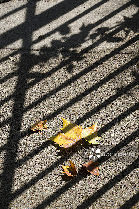 秋季人行道落叶图片素材