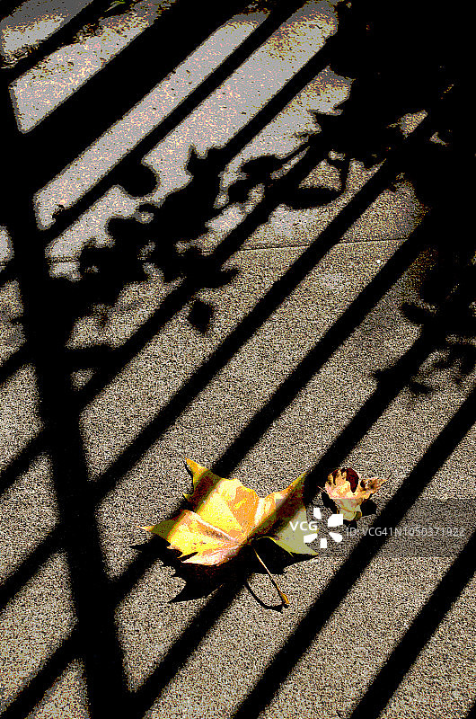 秋季人行道落叶图片素材