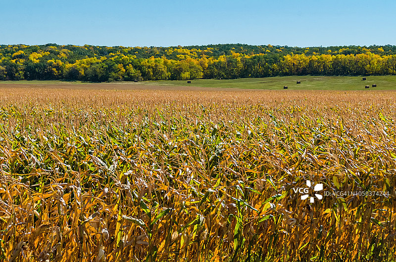 马尼托巴省乡村秋季景观图片素材