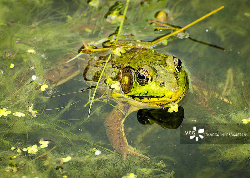 绿色的小青蛙图片素材
