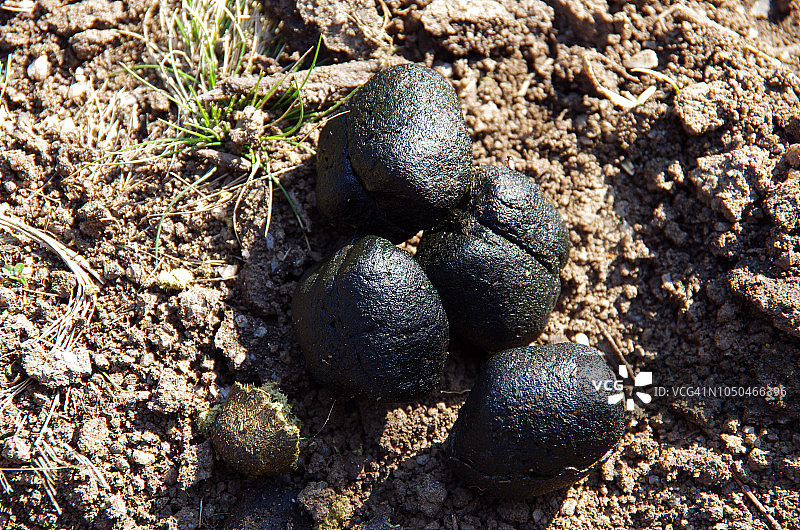 澳大利亚新南威尔士州科希丘什科国家公园的袋熊粪便图片素材