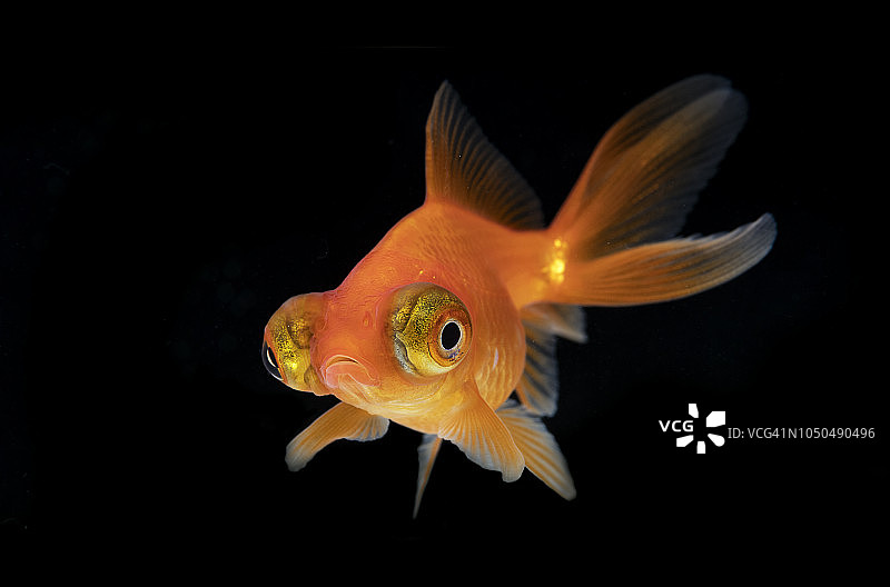 黑色背景金鱼图片素材