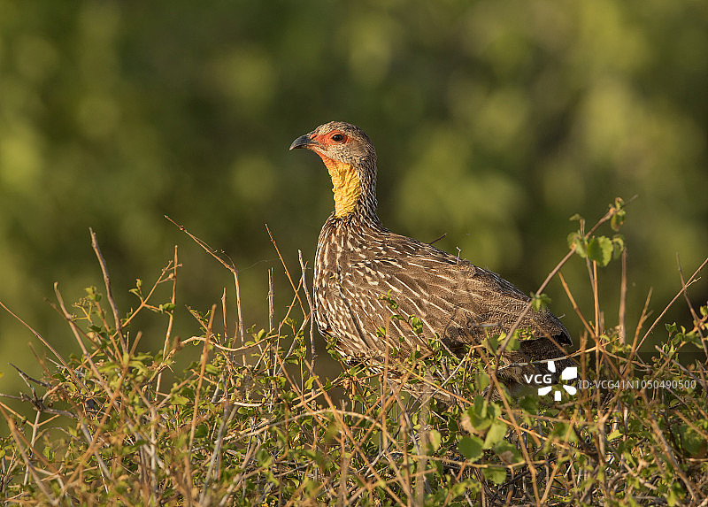黄颈距翅鹑图片素材