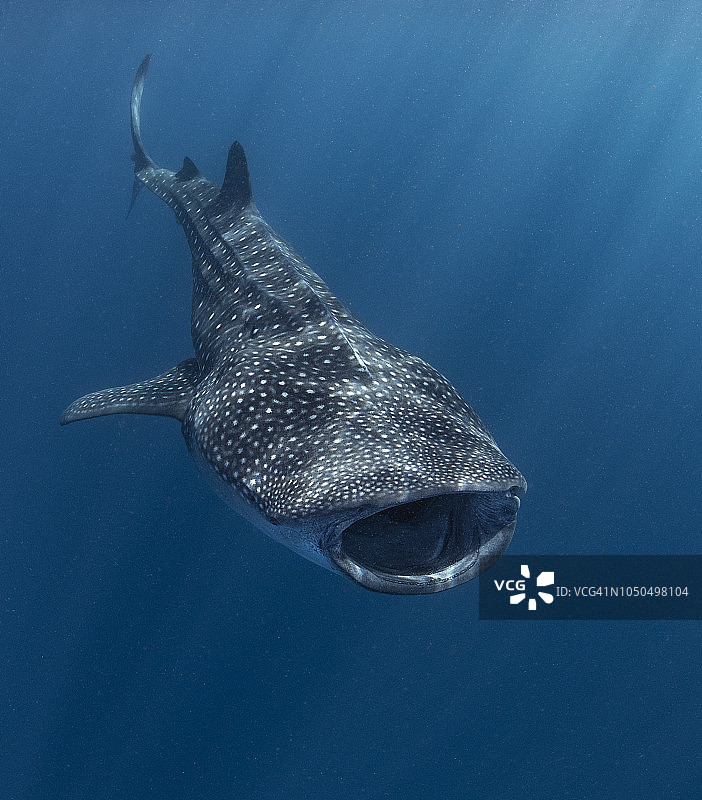 张开嘴的鲸鲨图片素材