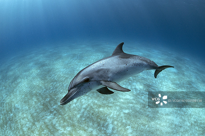 大西洋斑点海豚图片素材