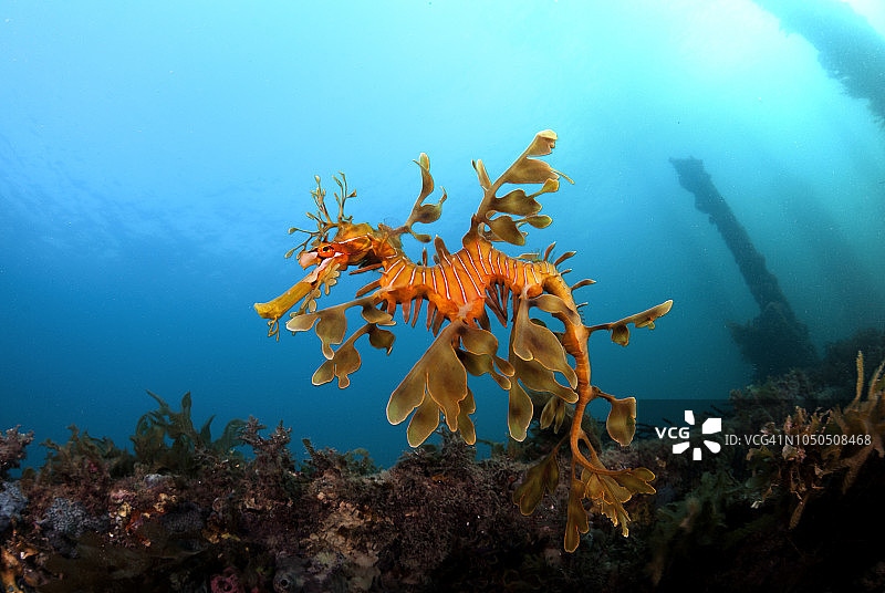 南澳大利亚的叶海龙图片素材