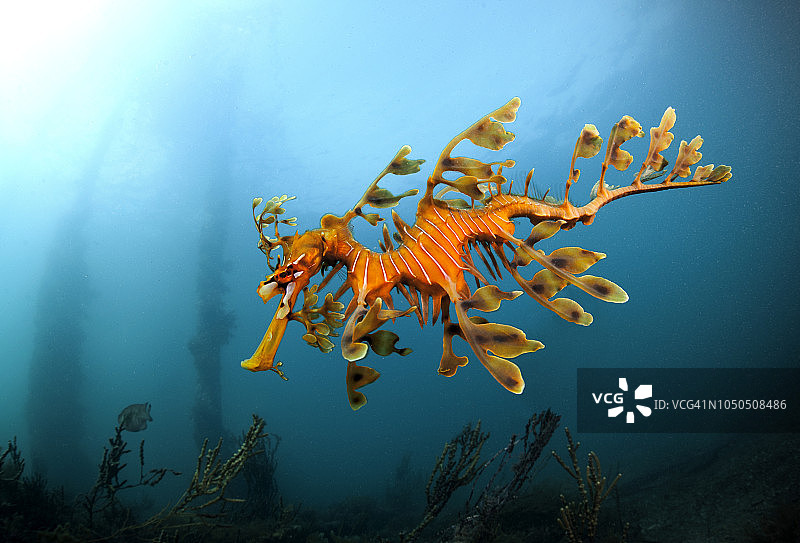 南澳大利亚的绿叶海龙图片素材