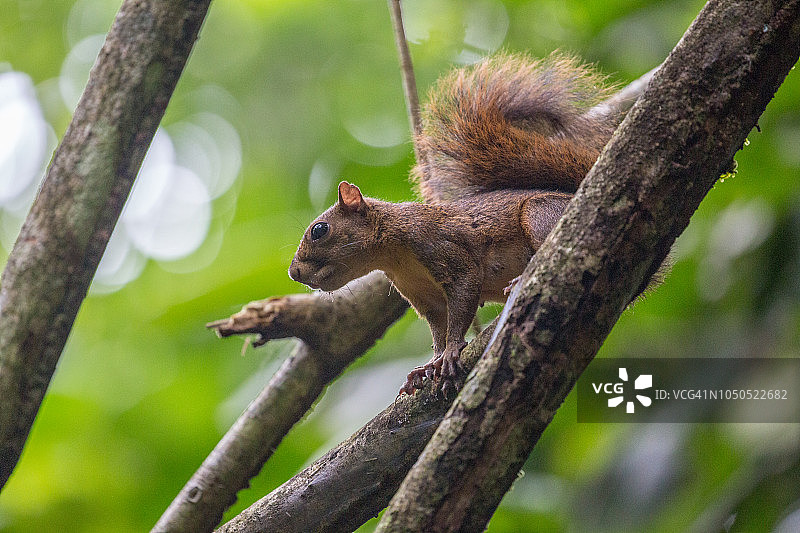 花栗鼠图片素材