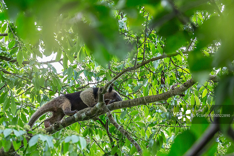 科尔科瓦多国家公园树枝上的食蚁兽图片素材