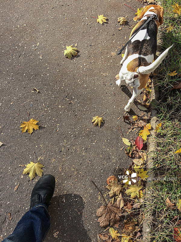 与比格犬同行图片素材