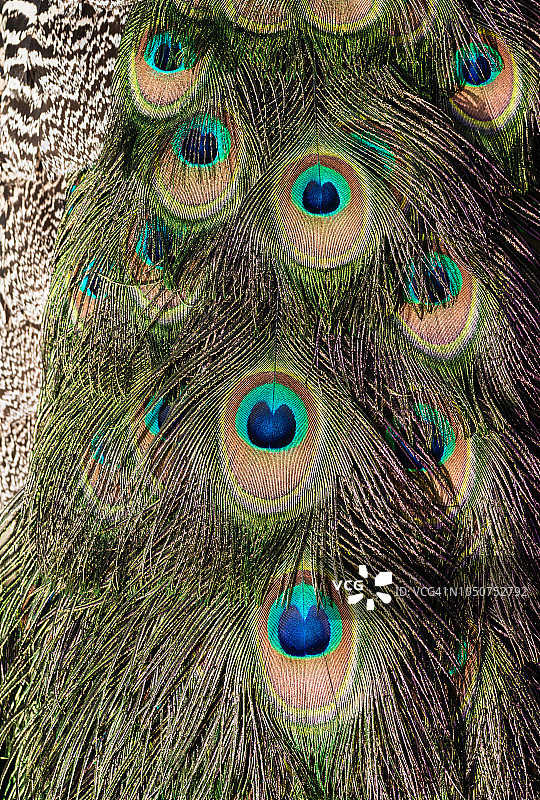 孔雀羽毛图片素材