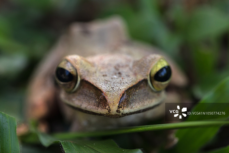 棕色树蛙图片素材