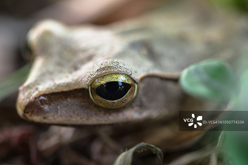 棕色树蛙图片素材