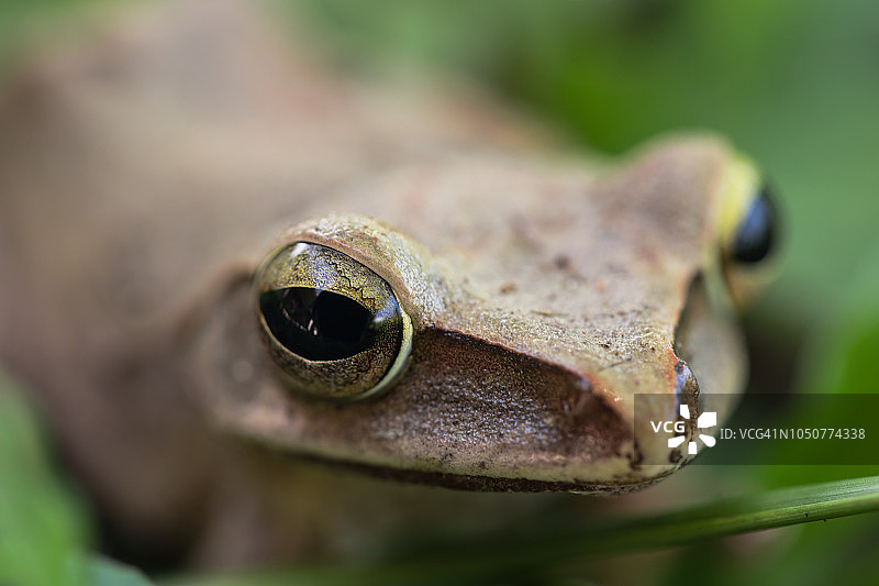 棕色树蛙图片素材