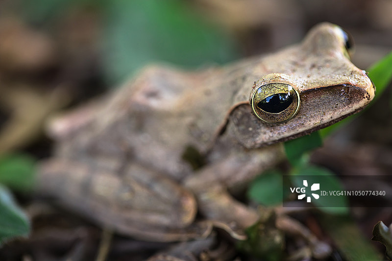 棕色树蛙图片素材