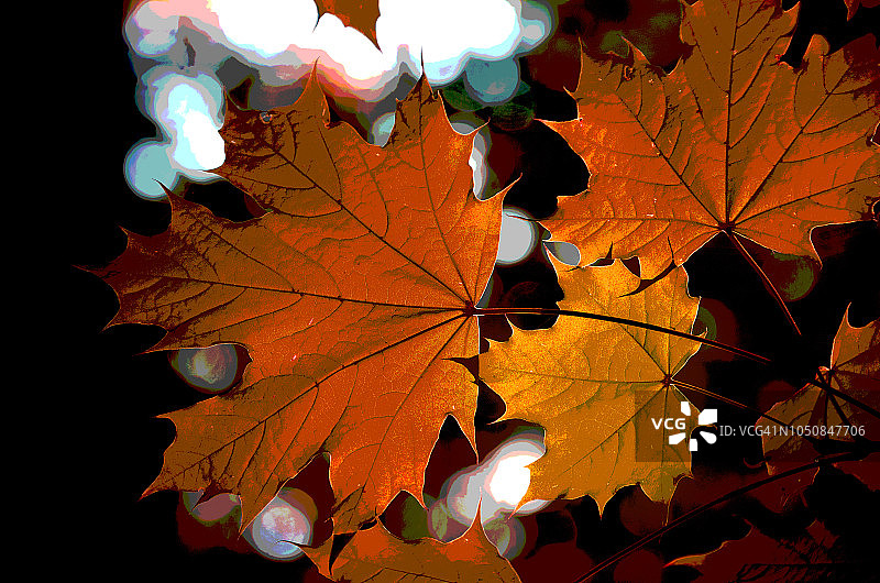 红崖的秋叶图片素材