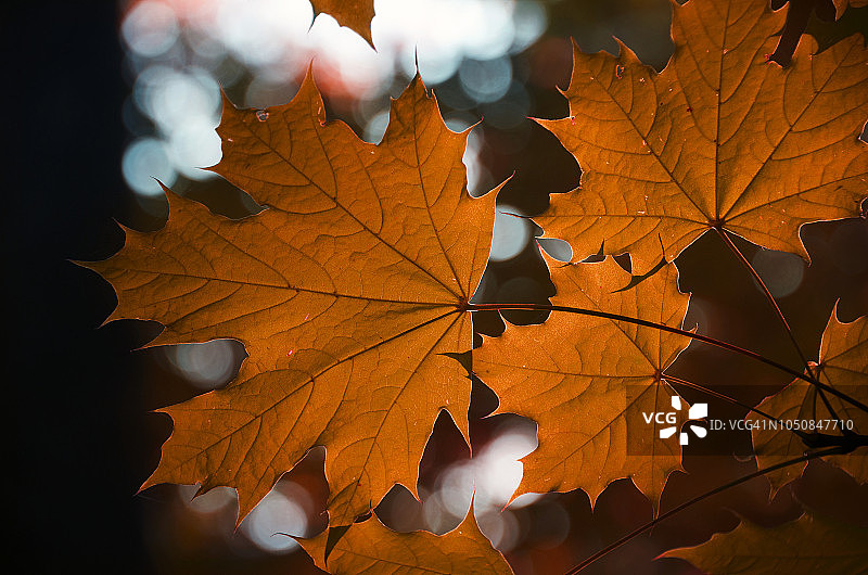 红崖的秋叶图片素材