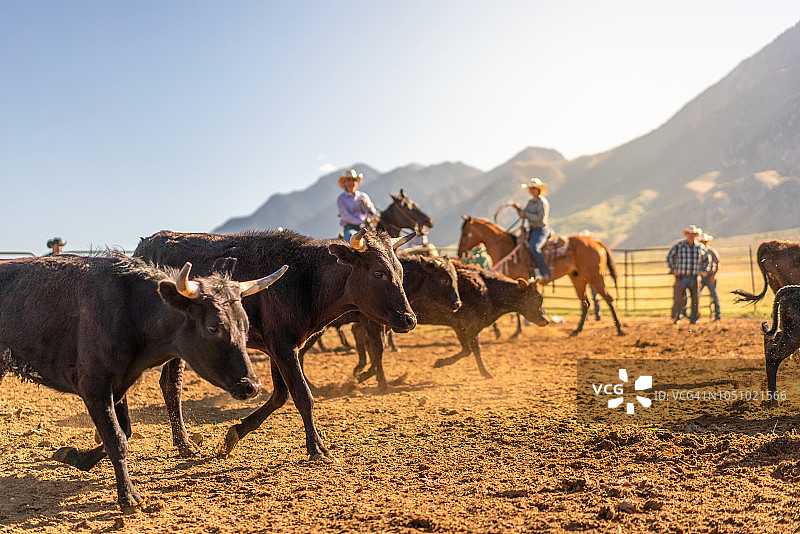 在犹他州套牛进行烙印图片素材