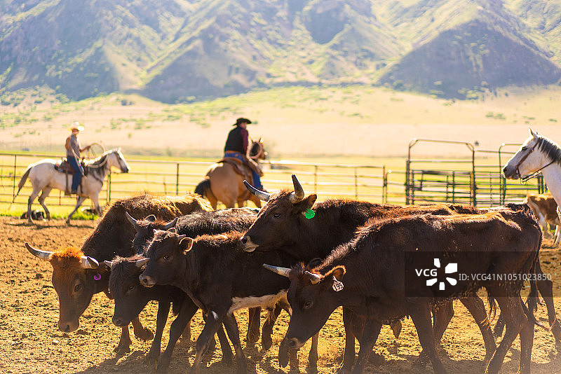 在犹他州套牛进行烙印图片素材