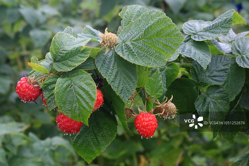 灌木丛上生长的黑莓图片素材