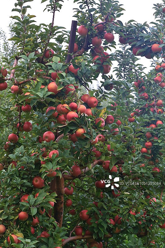 准备收获的苹果树图片素材