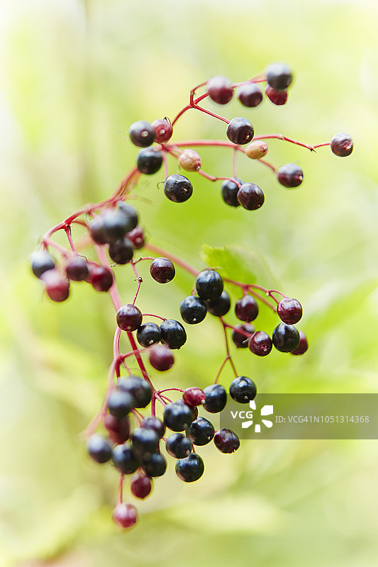 野生接骨木浆果图片素材