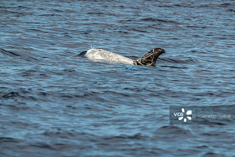 灰海豚的背鳍图片素材