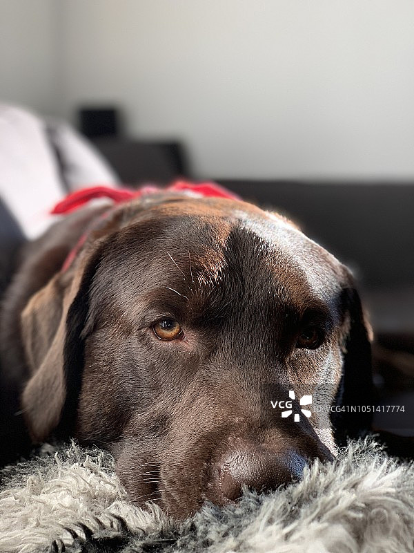 巧克力色拉布拉多犬图片素材